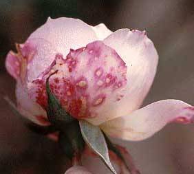 Botrytis blight of rose